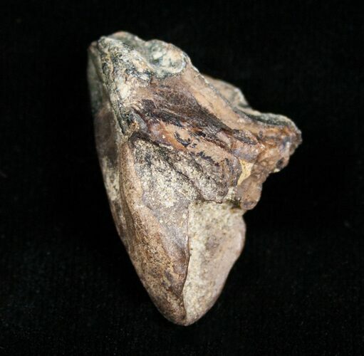 Large Triceratops Tooth - Inch #4454